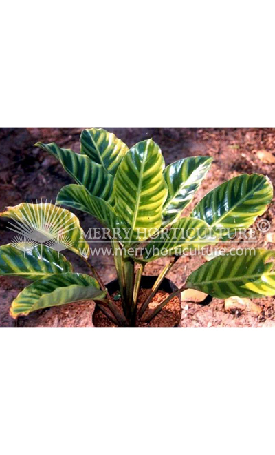 Calathea zebrina